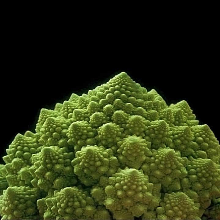 TED Talksさんのインスタグラム写真 - (TED TalksInstagram)「At the very first TED conference in 1984, legendary mathematician Benoit Mandelbrot introduced his theory of  fractals, or never-ending geometric patterns. In a fractal — shown here in this head of Romanesque cauliflower — you'll see the same pattern repeated, no matter how much you zoom in. The late Mandelbrot said this mathematical phenomenon can be used to explain the extreme complexity and natural “roughness” of our world. Watch his 2010 TED Talk to learn how we can find order in patterns that seem impossibly complicated at first glance, from CGI-made mountains in movies to a map of the human lung.」10月21日 6時30分 - ted