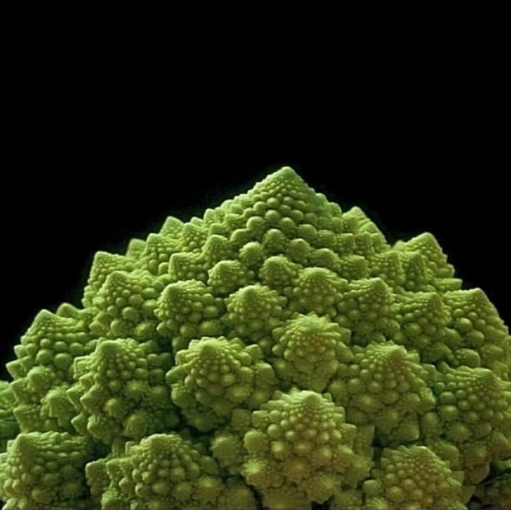 TED Talksのインスタグラム：「At the very first TED conference in 1984, legendary mathematician Benoit Mandelbrot introduced his theory of  fractals, or never-ending geometric patterns. In a fractal — shown here in this head of Romanesque cauliflower — you'll see the same pattern repeated, no matter how much you zoom in. The late Mandelbrot said this mathematical phenomenon can be used to explain the extreme complexity and natural “roughness” of our world. Watch his 2010 TED Talk to learn how we can find order in patterns that seem impossibly complicated at first glance, from CGI-made mountains in movies to a map of the human lung.」