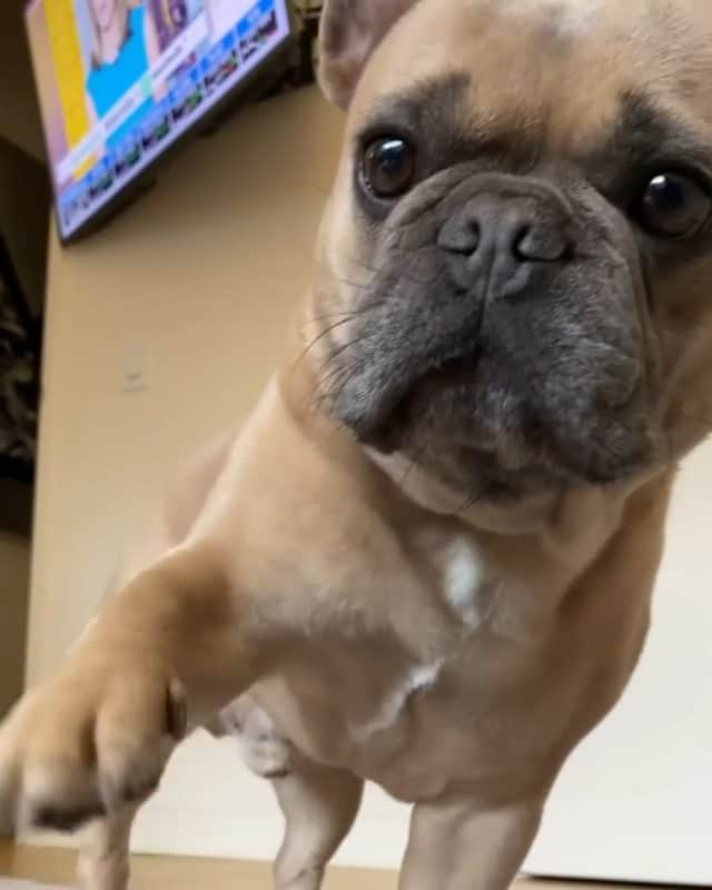 French Bulldogのインスタグラム