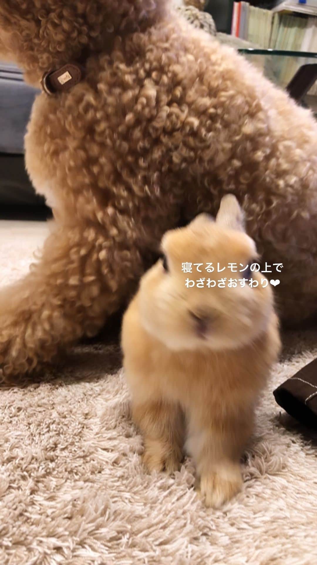 yun.ゆんのインスタグラム：「lemon.🍋＋cotton.💭 みなさんおはようございましゅ✨ 寝てるのに、、コットンが上にきましたよ。🍋😑 . そしてコットンが横になる前に、ささっ💨っと移動する機敏なレモンでした。🍋 . . . . 週末の疲れが取れません。 😂 ゆっくり訪問、返信させていただきます。✨ ♪ ♪ ♪  #うさぎ#ウサギ#ネザーランドドワーフ#ZIP写真部#レモン#ふわもこ部#多頭飼い#犬とうさぎ#ベージュ組 #rabbits#rabbitsofinstagram #rabbitstagram #petstagram #march#instapet#cutepetclub #instarabbit #bunnies #bunnylove #lapin #pecotv #WeeklyFluff #lemon #netherlanddwarf #dailyflufffeature#pecotv」