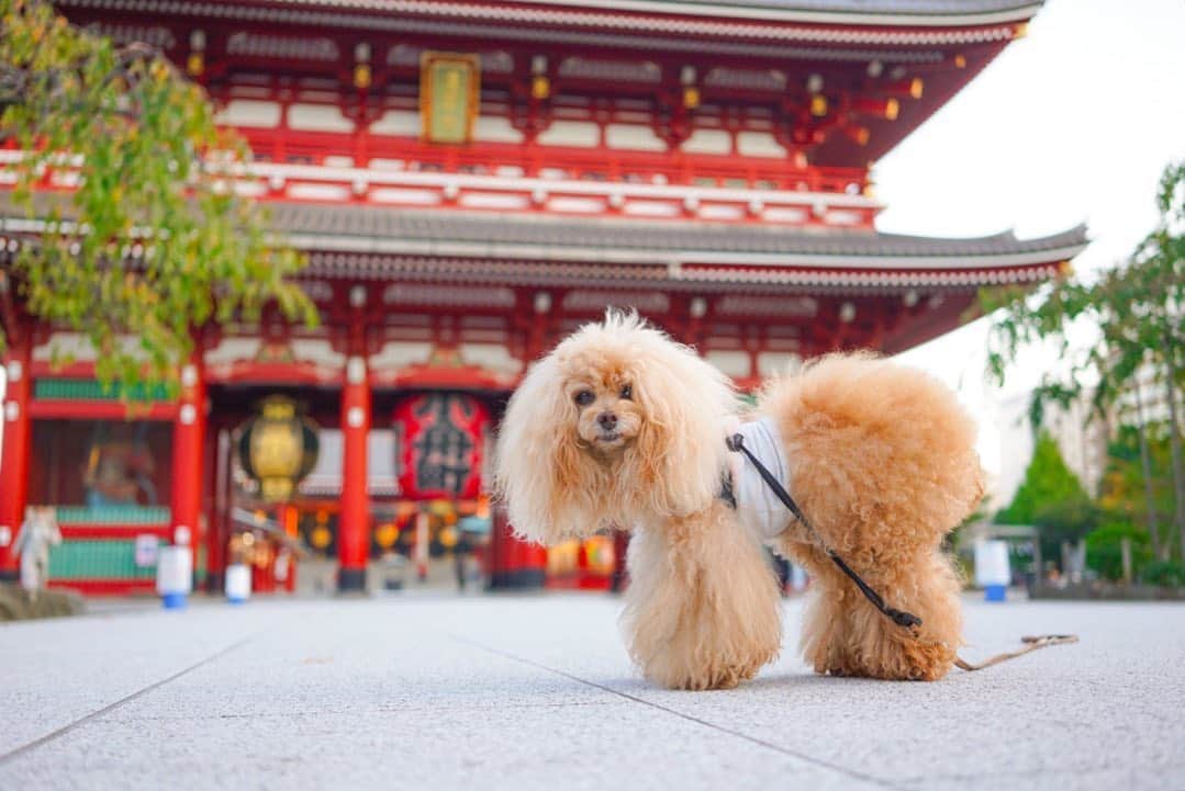 Toypoodle Mikuru?Asakusa Tokyoさんのインスタグラム写真 - (Toypoodle Mikuru?Asakusa TokyoInstagram)「20201022 Wednesday. Good morning! Friends 💕 . 今日も元気にあさんぽ😆 . ❶ 宝蔵門前でボサボサみくるん ❷ てくてく動画 . いつもより、ちょっと早めのあさんぽなので、肉活なしの みきゅるん😣 帰って少し多めのオニクをあげましたよ😉 . 最近、鹿肉がお気に入りのみくるん。 オヤツも鹿肉を好みます。 鹿肉、、、ナマニクは中々売ってないなぁ😔 フードドライヤーで鹿肉オヤツ作ってあげたいのになぁ🥺 . #浅草寺 #あさんぽ #宝蔵門」10月21日 7時42分 - purapura299