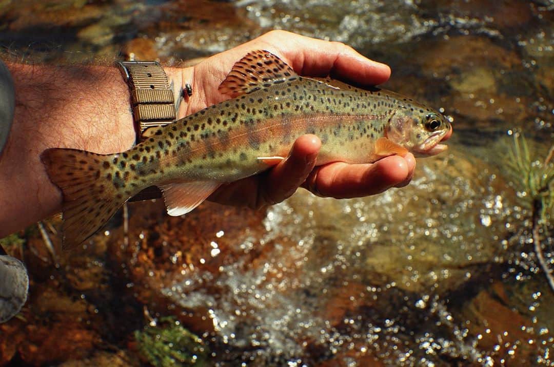 ジョシュ・スチュワートのインスタグラム：「fly fish」
