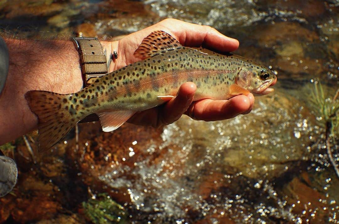 ジョシュ・スチュワートのインスタグラム：「fly fish」