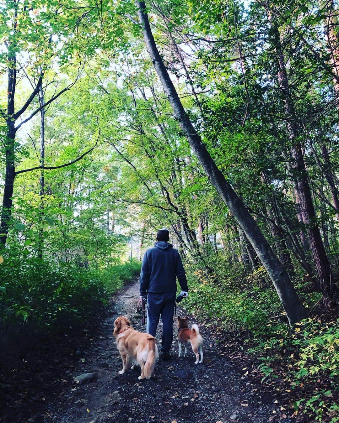 篠原信一のインスタグラム：「朝散歩🐕🐶 紅葉は、まだ先だな。  #柴犬 #しばいぬ #ゴールデンレトリバー #小鉄とニコの大冒険  #shibainu #goldenretriever #いぬすたぐらむ #いぬのいる暮らし #犬との暮らし #朝散歩」