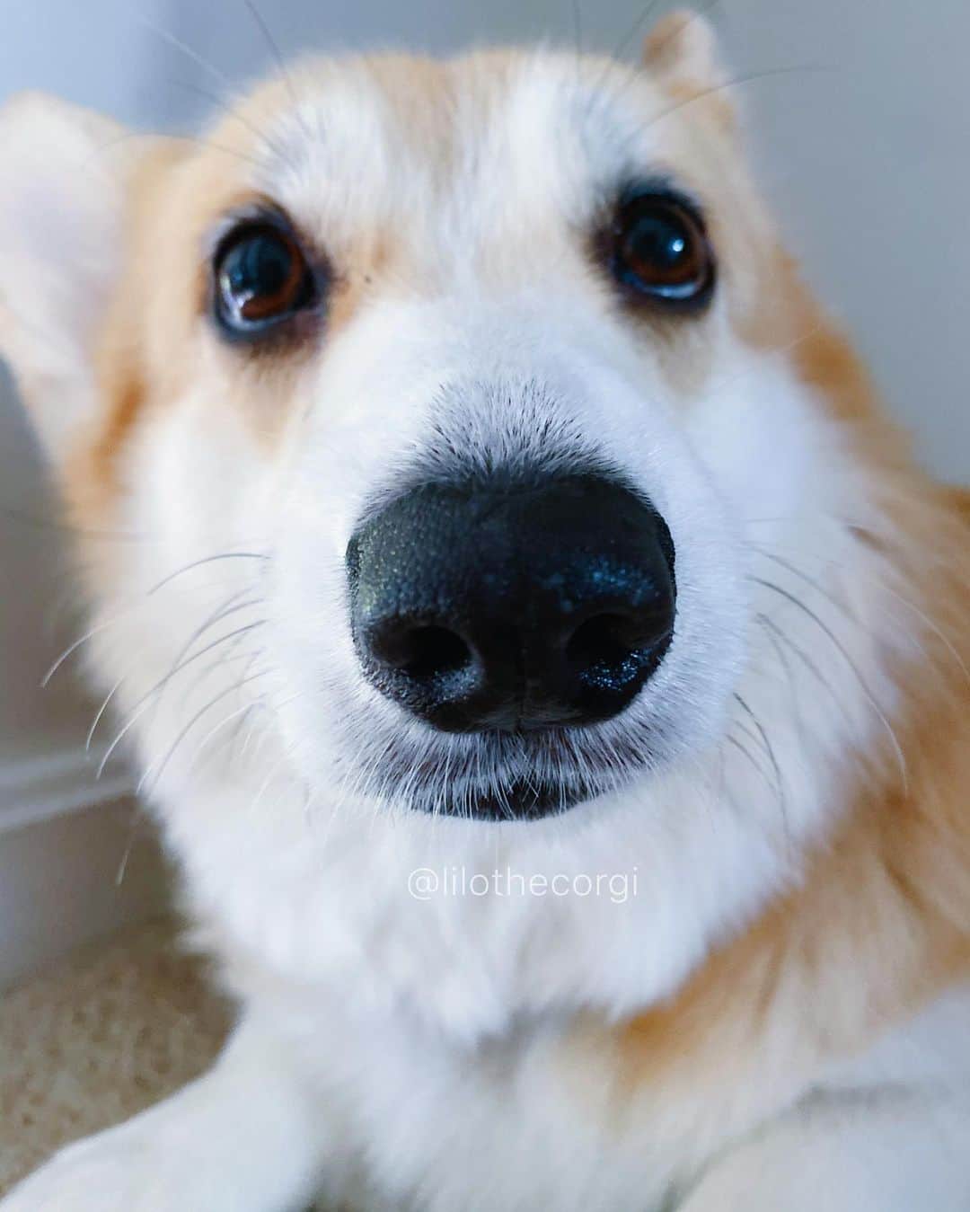 Liloのインスタグラム：「Ready to be boop’d woof 🥺」