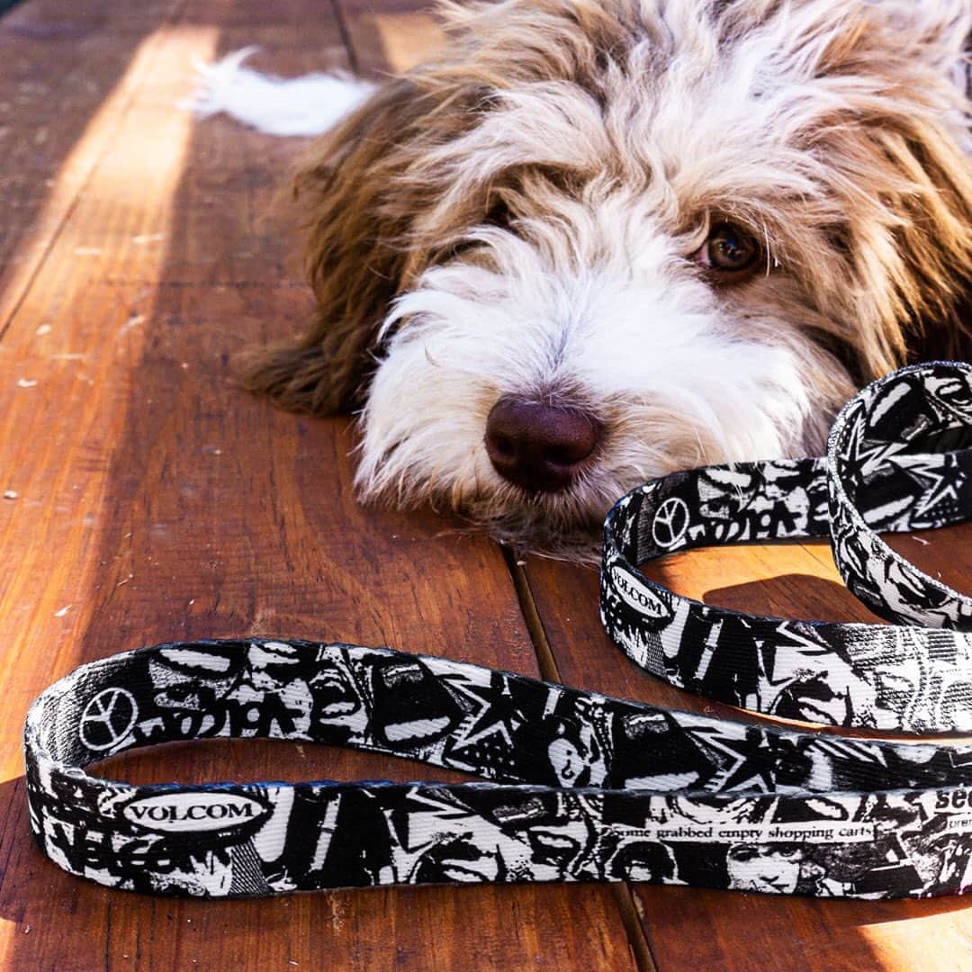 ボルコムのインスタグラム：「Back by popular demand, the Volcom dog leash has returned + this time we also made a collar! 🐶  Available exclusively to Volcom Stone Rewards loyalty members, join now for free (🇺🇸 & 🇨🇦 only) to deck out your best friend in Volcom! 📲  vol.cm/stonerewards #TapToShop ⚠️ CANADA these will be available soon」