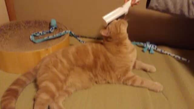 猫壱（ねこいち•ネコイチ）のインスタグラム