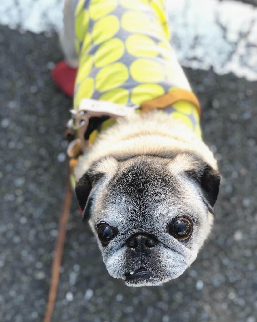 八兵衛のインスタグラム：「GM🐶 * *  #ほぼ黒パグ #おじいちゃん犬 #pug #puggy #puglife #puglove #petstagram #pugstagram #pugsofinstagram #pugs #dog #ふわもこ部  @igersjp #IGersJP #east_dog_japan #pecoイヌ部 #八兵衛 #はちべえ #sippoストーリー」