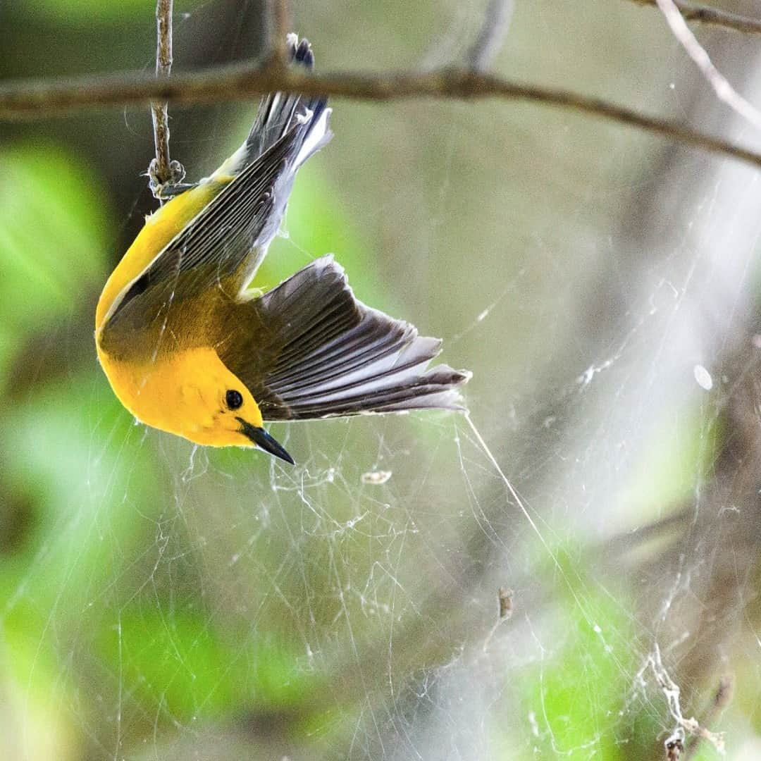 アメリカ内務省さんのインスタグラム写真 - (アメリカ内務省Instagram)「Face first into spider webs delivers on ✨October Vibes ✨ But this bird isn’t stuck, so don’t worry. Spending time on the web has a very different meaning when you're a prothonotary warbler because these colorful #songbirds actually hunt and dine on #spiders. They're primarily insectivores aside from spiders and the occasional fruit or seed. Their ideal snack pantry would contain insects like butterflies, moths, beetles and flies. Unlike hikers who may feel extreme unease as they experience the webs in the face, these #birds see it as an opportunity to feast. Once fall arrives, prothonotary warblers, like this one at Occoquan Bay National #WildlifeRefuge (@USFWS) in #Virginia, will migrate to Central and South America for the winter. Photo by Darren Hutchinson (www.sharetheexperience.org). #usinterior」10月21日 9時05分 - usinterior