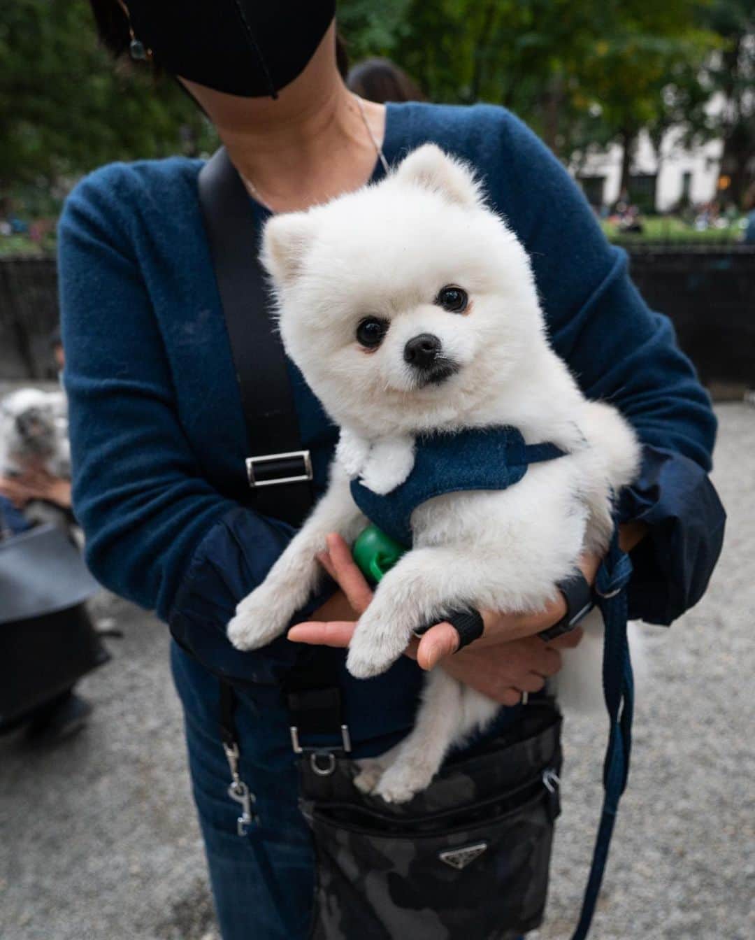 The Dogistさんのインスタグラム写真 - (The DogistInstagram)「Suni, Pomeranian (2 y/o), Madison Square Park, New York, NY • “She’s the prettiest Pomeranian in the States. She’s from South Korea – that’s why she loves food.”」10月21日 9時10分 - thedogist