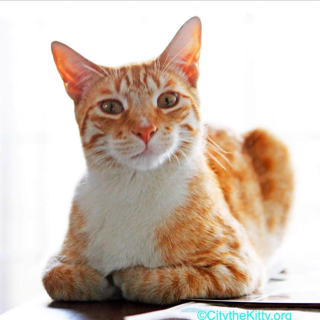 City the Kittyのインスタグラム：「We have some disheartening news. 😿🐾 The American Animal Hospital Association (AAHA) just came out with their 2020 hospital of the year award to @yourfamilyvet Manheim Pike Veterinary Hospital in Lancaster, PA.   Manheim Pike Veterinary hospital is also a @catfriendlyhomes GOLD CAT FRIENDLY PRACTICE! 🙀 In other words, these certifications are supposed to be the BEST of the BEST in veterinary medicine.  Unfortunately, Manheim Pike Veterinary Hospital declaws cats. Lots of cats. 😿😿😿 Our researchers found that, according to their manager, they perform around 5 declaws a week, their manager even said, "They don’t even know they’ve been declawed" about her declawed cats, another employee said, "They don’t even know they are missing that first knuckle.”🙀🙀🙀😿😿😾  We urge you to read our story about this vet hospital of the year that’s on our Instagram bio link. You will be shocked at what we found.  It's about a 4 minute read.👍🏻🐾 . Please sign our petitions to AAHA and AAFP that are on our Instagram bio link and if you can, please support our important work on this cause to protect cats from this barbaric cruelty.❤️😺🐾 Here are our petitions.  ENOUGH IS ENOUGH.  AAHA AND AAFP SHOULD STOP ALLOWING DECLAWING IN THEIR ACCREDITED PRACTICES!  #AAHA #AAFP #catvets #ManheimPikeVeterinaryHospital #StopDeclawing Always take the high road, be polite, and educate.❤️🐾」