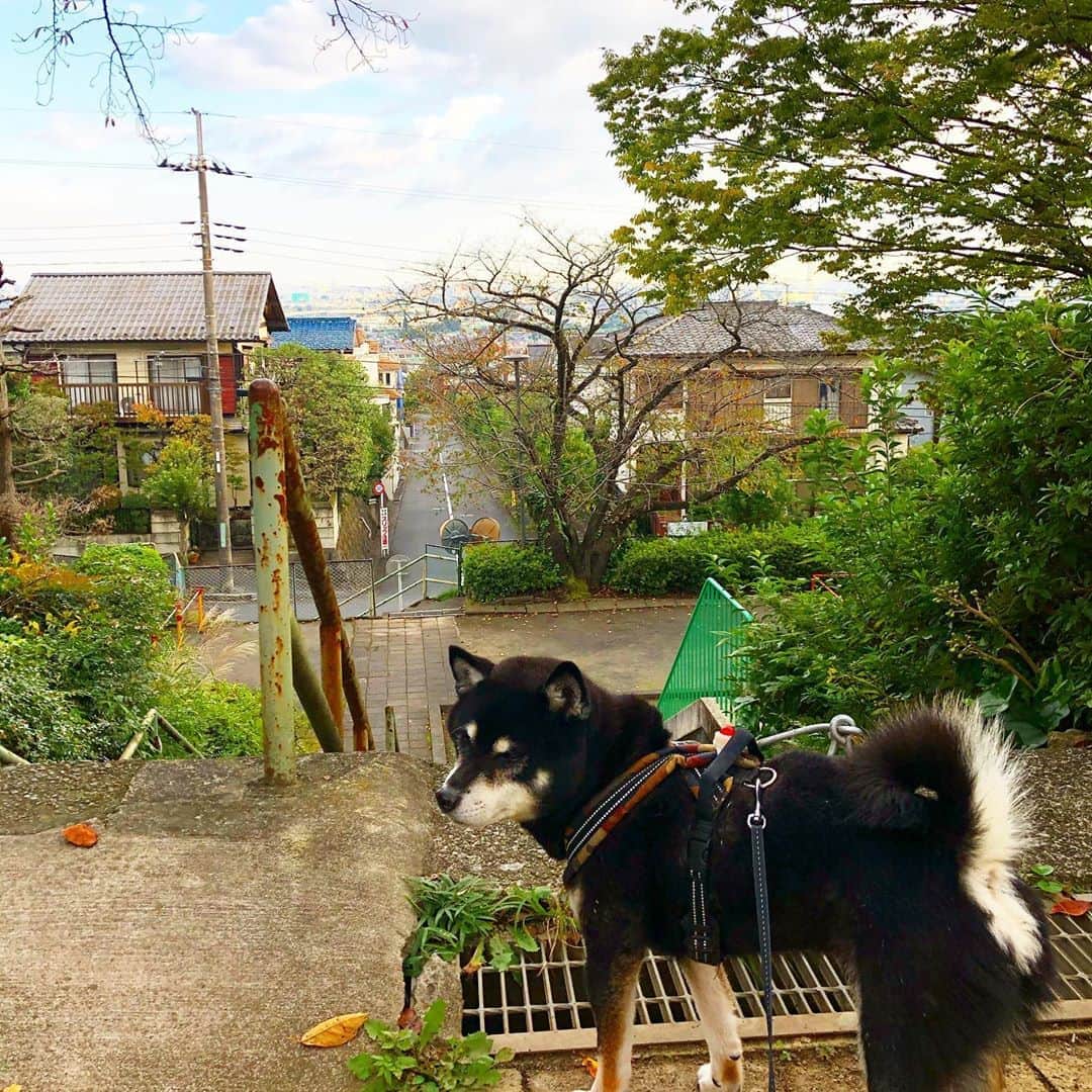 小川博永さんのインスタグラム写真 - (小川博永Instagram)「秋も深まってまいりました。  #今朝まる #ししまる #dog #dogs #柴犬 #黒柴」10月21日 9時21分 - ogawahironaga