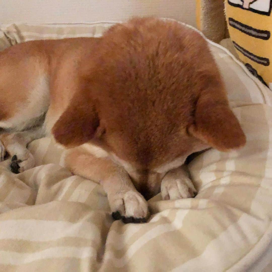 マロたんのインスタグラム：「#ごめん寝 #shiba #shibainu #weeklyfluff #柴犬」