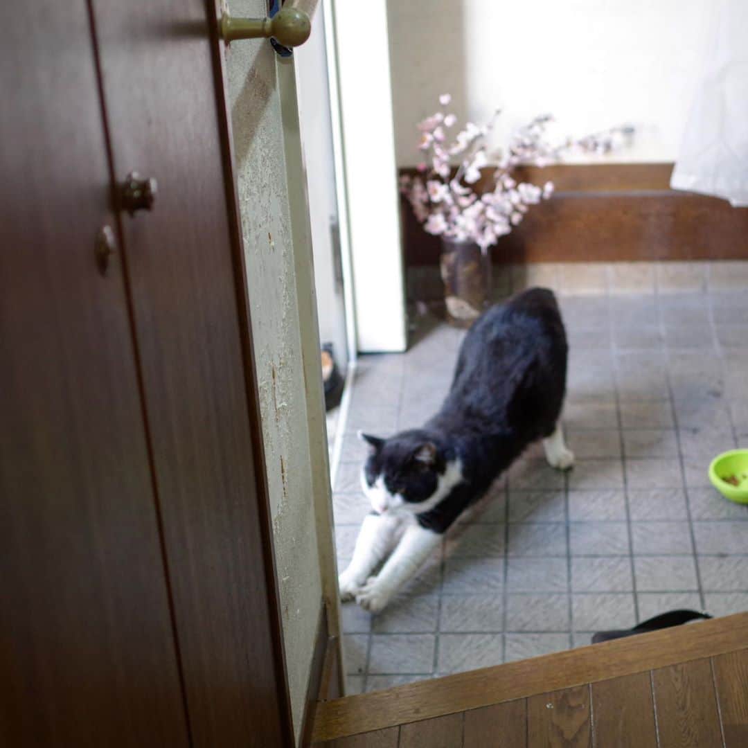 Kachimo Yoshimatsuさんのインスタグラム写真 - (Kachimo YoshimatsuInstagram)「おはようイカスミ。 Good Morning Ikasumi. 今朝も廊下のドアを閉めてあげると中まで入って来て食べてノビして出て行った。 #うちの猫ら #ikasumi #猫 #ねこ #cat #ネコ #catstagram #ネコ部 http://kachimo.exblog.jp」10月21日 9時58分 - kachimo