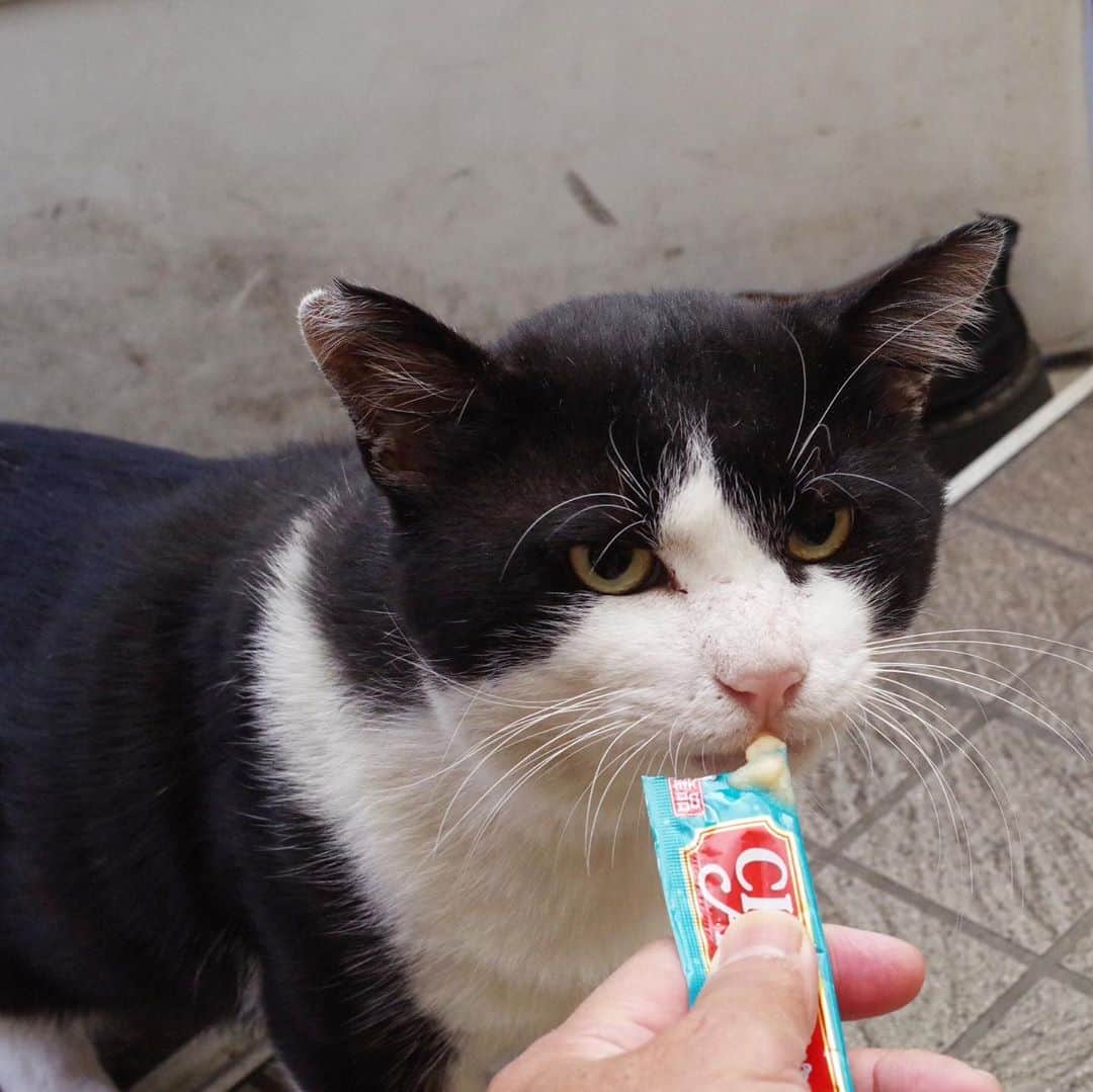 Kachimo Yoshimatsuさんのインスタグラム写真 - (Kachimo YoshimatsuInstagram)「おはようイカスミ。 Good Morning Ikasumi. 今朝も廊下のドアを閉めてあげると中まで入って来て食べてノビして出て行った。 #うちの猫ら #ikasumi #猫 #ねこ #cat #ネコ #catstagram #ネコ部 http://kachimo.exblog.jp」10月21日 9時58分 - kachimo