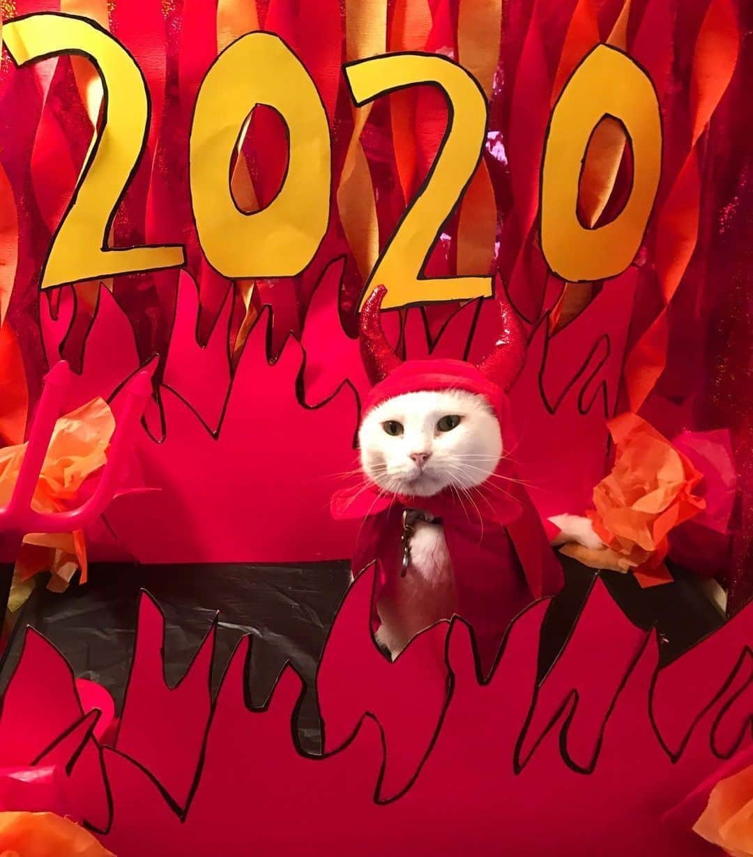 のインスタグラム：「When 2020 has been a hellish of a year!⠀ ⠀ 📷@emersonrae_meow⠀ ⠀ Hashtag #9GAGHalloween on your cat’s Halloween photos/videos and get a chance to be featured on @9GAG, and @Meowed!⠀⠀⠀⠀⠀ ⠀⠀ #meowed #emersonraemeow #Halloween #Halloween2020 #MH2020 #9GAGHalloween #Boo #2020  #🎃」