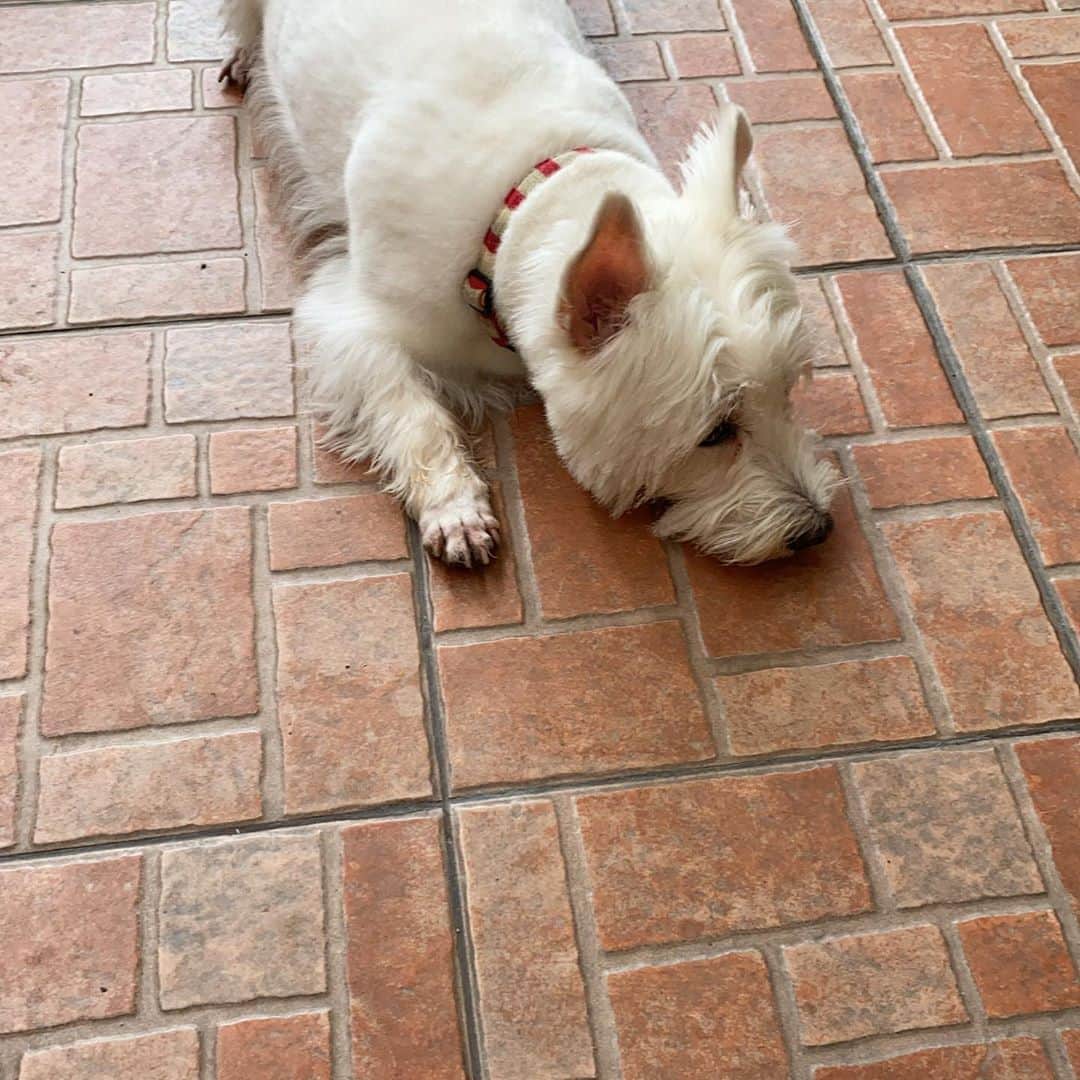 のインスタグラム：「#plamuek_westies」