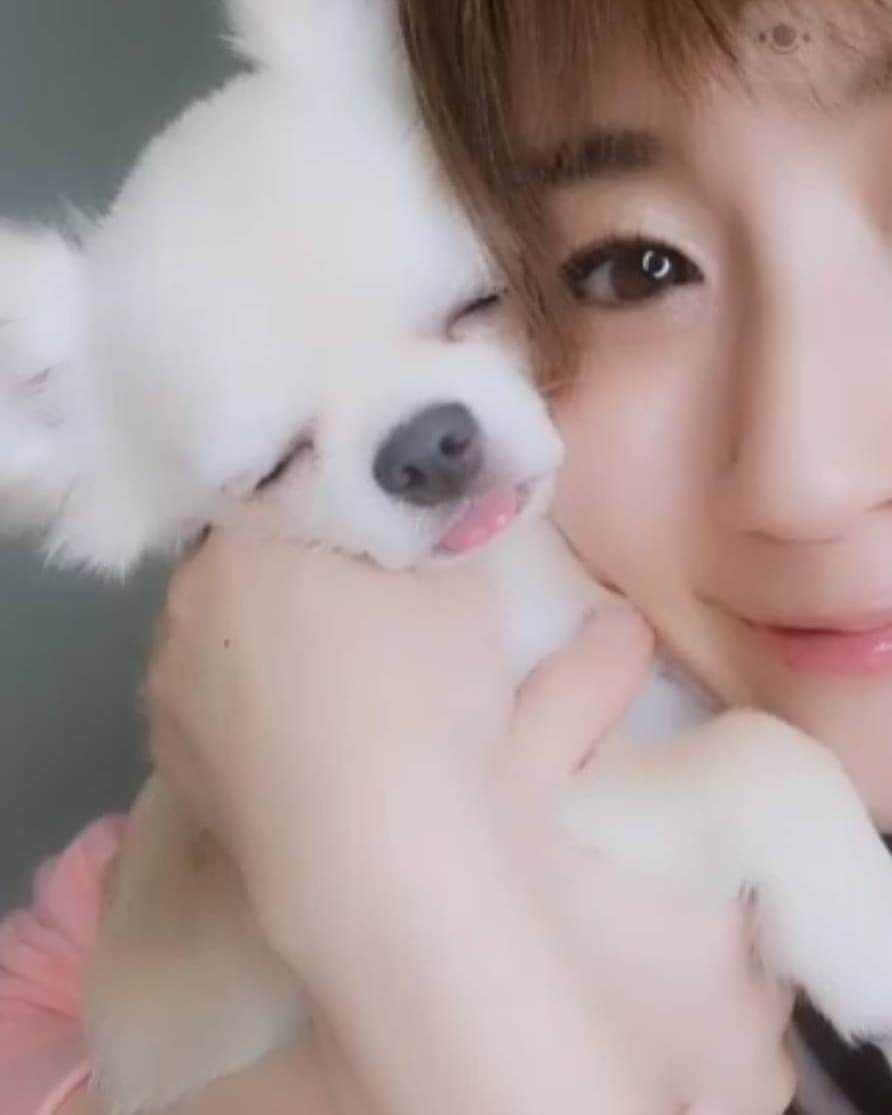 のインスタグラム：「我が家のチワワの三男おこめ🐶 最近舌を出します😌😌 舌を出してる姿が可愛くてキュンキュン😋  こんなに可愛いけど一番の暴れん坊🤣🤣  #チワワ#ちわわ#ちわわ大好き #チワワ大好き#ロングコートチワワ」