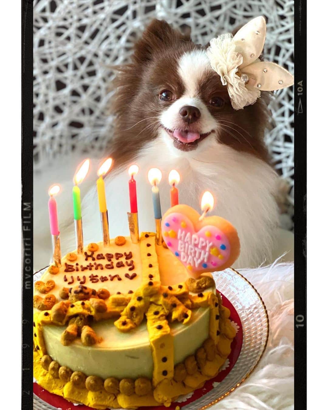 mycoのインスタグラム：「りり6歳のお誕生日🎂🎉 おめでとう㊗️長生きしてね！ ありがとうりりちゃん💕  ケーキの食べ方が…🤣  #happybirthday #pom #お誕生日 #dogsbirthday #생일」