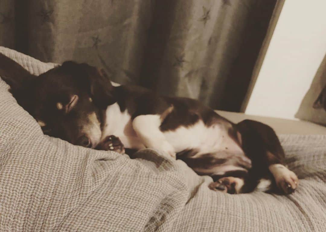 山口祥行のインスタグラム：「お昼寝野郎💤 #ダンベル #いぬすたくらむ」