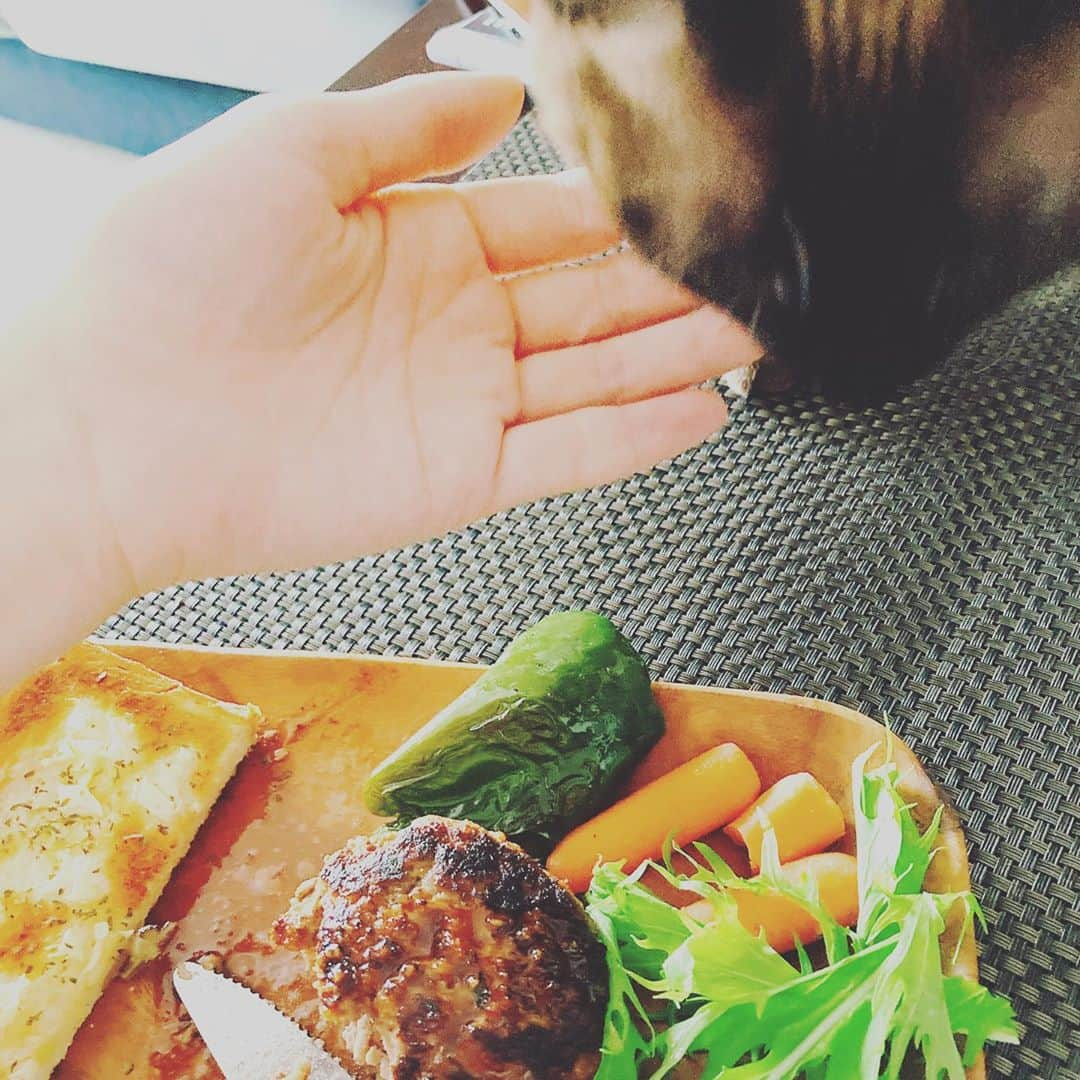 森川夕貴さんのインスタグラム写真 - (森川夕貴Instagram)「**** ゆっくりと、 ご飯食べたい ハイエナよ。  森川心の一句。  #うちのかわいいハイエナちゃん #おいしいものを知っている #あげたいけれどだめなんだ #あなたにはキャットフードがあるじゃない #わたしは横取りしたことないじゃない」10月21日 11時53分 - yuuki.morikawa_ex