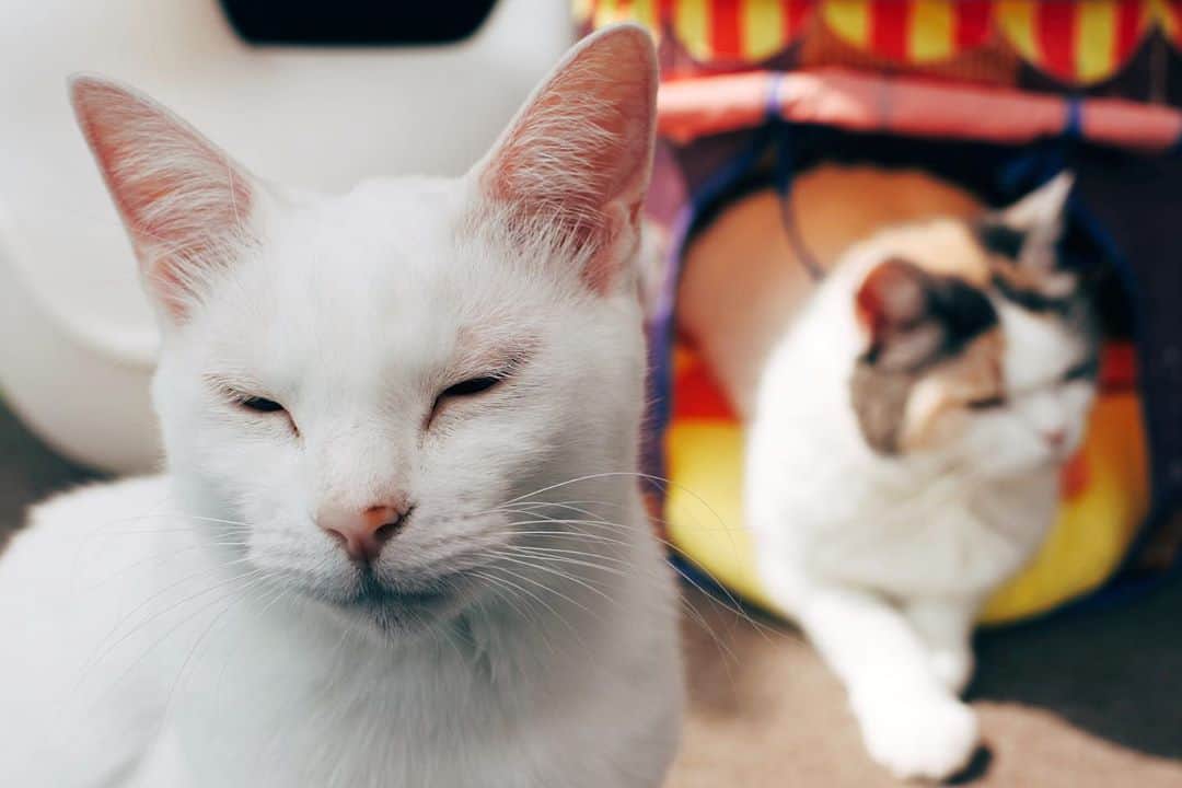 のインスタグラム：「窓を開けると涼しい風に目を細めるねぇねぇちゃん(後ろはポーちゃん)。ついこの間まで、あんなに暑かったのにねぇ☺️🍂  #kitty#catstagram#catstagram_japan#petstagram#picneko#instacat#meow#catoftheday#catofworld#ilovemycat#funnycat#猫#ねこ#にゃんこ#みんねこ#にゃんだふるらいふ#ふわもこ部#PECOねこ部#ねこまみれ#ねこ休み展#whitecat#白猫#元野良#保護猫#ねこのいる暮らし NeeNee」