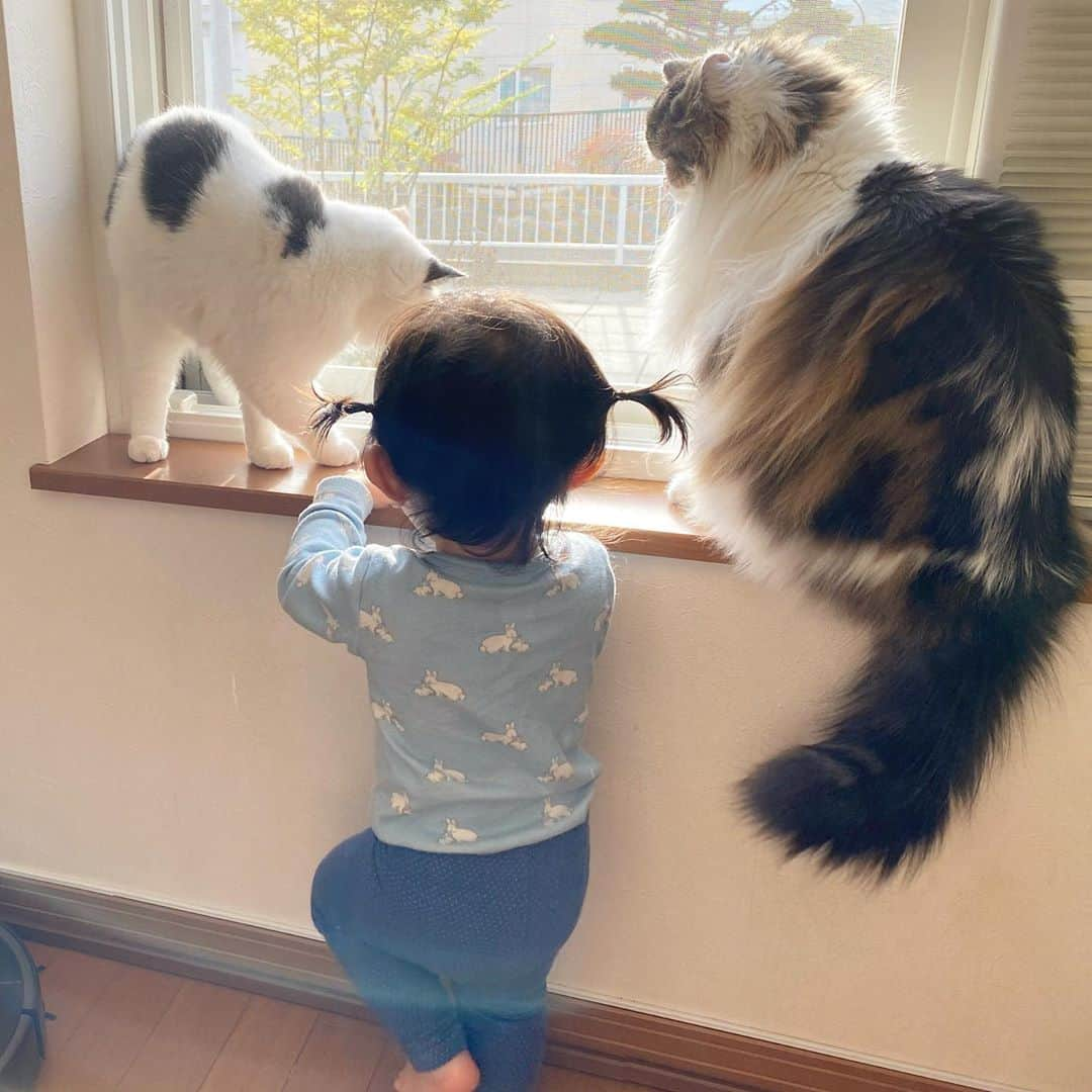 Chiyomame ちよまめさんのインスタグラム写真 - (Chiyomame ちよまめInstagram)「🐈👧🏻🐈 たまに一緒に窓際を楽しんでいます . . #まんまるとムスメ . . #scottishfold_kikuhiko #ScottishFold_yuzu #ゆず丸#cats #catstagram #kitten #kitty #catsofinstagram #ilovemycat #catoftheday #lovecats #スコティッシュフォールド#ScottishFold #adorable #catlover #instacat #baby #babycat #thedailykitten#猫 #子猫#窓際シリーズ #catsonglass #catsonglasstables #猫と赤ちゃん　#赤ちゃんと猫」10月21日 23時29分 - chiyo.mame