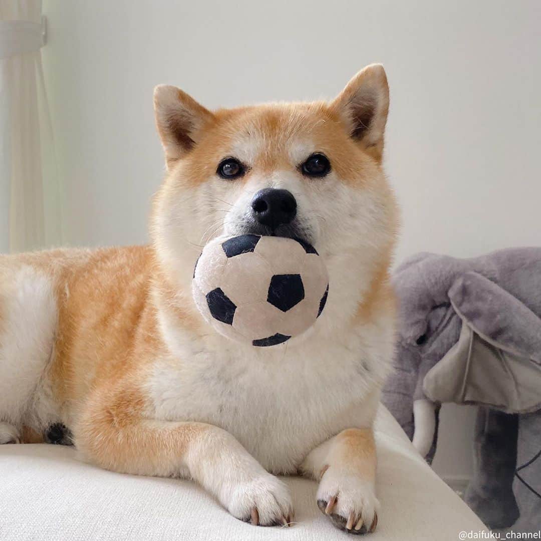 だいふくのインスタグラム：「♪ 特別なボールをあなたにあげる〜　まるいんだから〜🐶⚽️ Here you are🐶❤️ #だいふくもまるい」