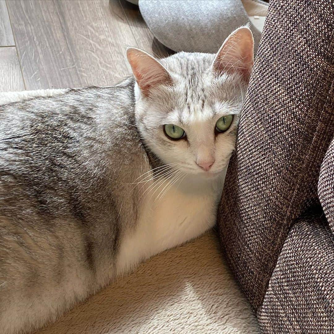 つるちゃんのインスタグラム：「嫉妬の眼差しで見られている😂 .  #猫 #ねこ #にゃんこ #美猫 #ねこ部 #ふわもこ部 #ねこすたぐらむ #ペコねこ部 #猫好きさんと繋がりたい #にゃんすたぐらむ #cat #neko #instacat #catstagram #instagramcats  #catsconnect #meowbox #picneko #bestmeow #catsofinstagram #meowed #rakutenpet」