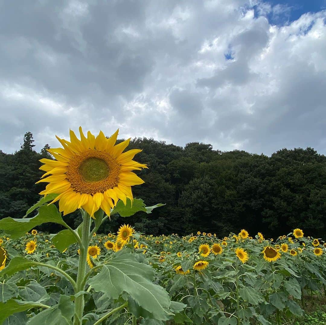 武藤乃子さんのインスタグラム写真 - (武藤乃子Instagram)「🌻 ひまわり畑。  ポートレート機能📸の使い方を教えてもらったよ。笑 すごいね、ポートレート！！笑  #ひまわり畑  #ひまわり  #群馬県  #みどり市  #1番好きな花  #文明についていけない #ポートレート  #ポートレート撮影」10月21日 22時25分 - muto_noriko.11