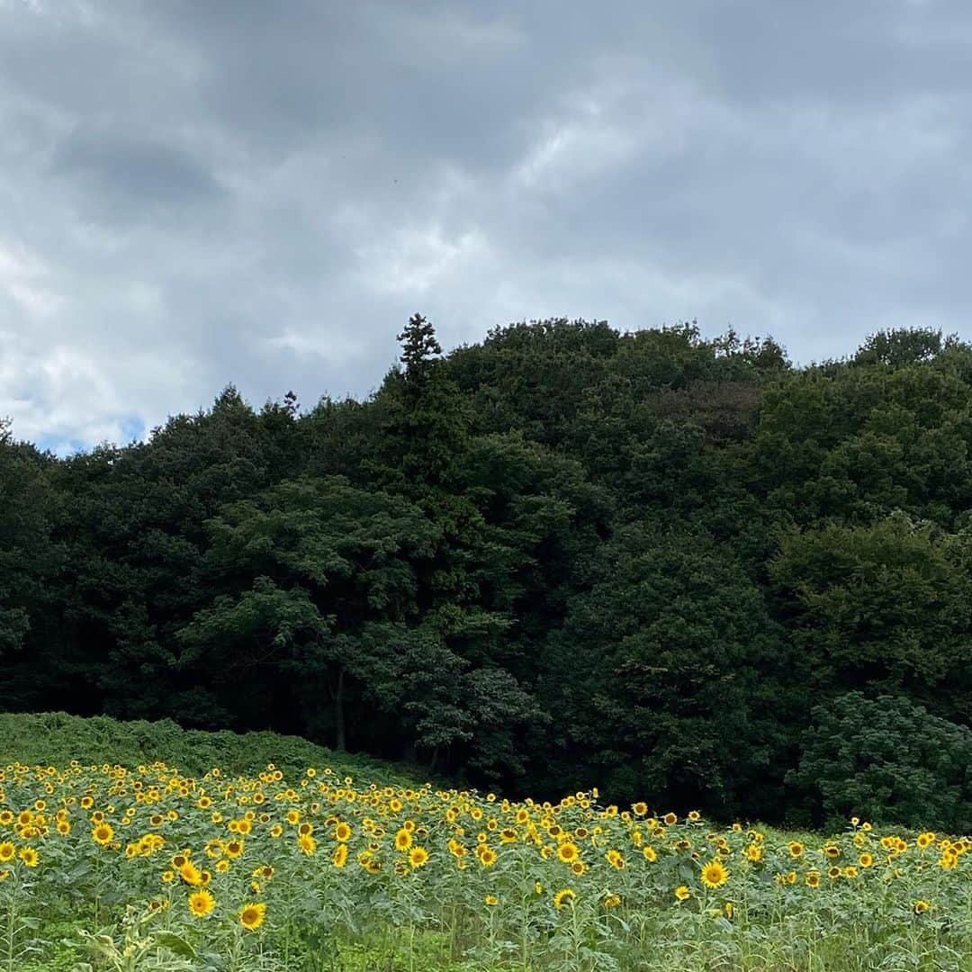 武藤乃子さんのインスタグラム写真 - (武藤乃子Instagram)「🌻 ひまわり畑。  ポートレート機能📸の使い方を教えてもらったよ。笑 すごいね、ポートレート！！笑  #ひまわり畑  #ひまわり  #群馬県  #みどり市  #1番好きな花  #文明についていけない #ポートレート  #ポートレート撮影」10月21日 22時25分 - muto_noriko.11