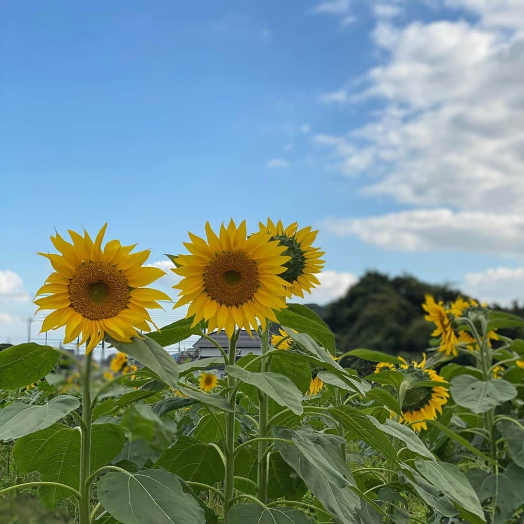 武藤乃子さんのインスタグラム写真 - (武藤乃子Instagram)「🌻 ひまわり畑。  ポートレート機能📸の使い方を教えてもらったよ。笑 すごいね、ポートレート！！笑  #ひまわり畑  #ひまわり  #群馬県  #みどり市  #1番好きな花  #文明についていけない #ポートレート  #ポートレート撮影」10月21日 22時25分 - muto_noriko.11