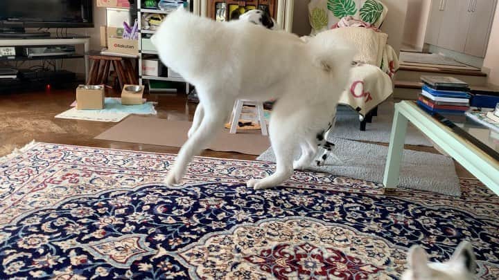 のインスタグラム：「マイリー散歩 今日は実家へ。 秋田犬のロクvsダルメシアンのトルテ。 レフリーはマイリー。 猛獣達のバトルは激しい。  #buhi #ブヒ #ぶひ #フレンチブルドッグ #フレブル #frenchbulldog #なべやかん #フレブル好きと繋がりたい #フレブルのいる生活 #マイリー散歩 #マイリー #miley #秋田犬 #ダルメシアン」