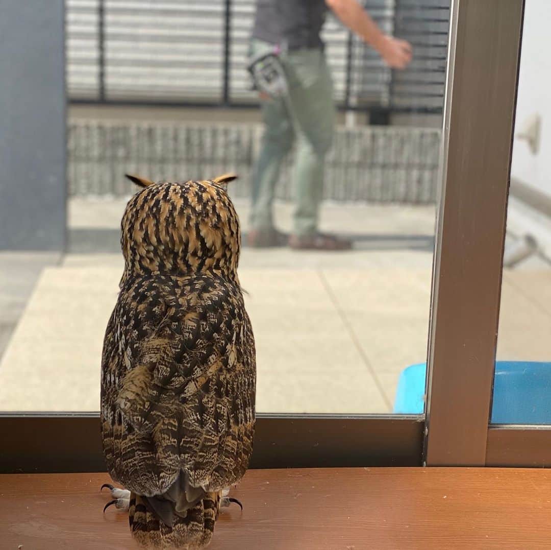 GEN3 Owlのインスタグラム：「あの人は誰？ / Who is he? #owl #owlgaru」