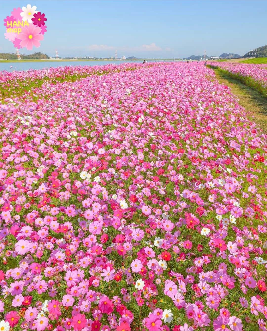 はなまっぷ❁日本の花風景さんのインスタグラム写真 - (はなまっぷ❁日本の花風景Instagram)「🌸🌼はなまっぷのコスモスまつり🌼🌸 * @kkazu4848  さんの コスモスに花まるを💮 * 爽やかな秋風に揺れる可憐なコスモスをありがとうございます😊🌼🌸 * 福岡　#遠賀川河川敷 Mizxmaki, Fukuoka Pref. * 🌼コスモスの花言葉📝🌼 乙女の真心/調和 * 見頃を過ぎている場所もご紹介しています。 お出かけの際はHP等で最新の情報をご確認くださいね🙏🌸 * 🌸•••🌼•••🌸•••🌼•••🌸•••🌼 * 〜コスモスの季節が終わる頃まで #はなまっぷ  のタグの中から、コスモスのお写真をご紹介させていただきます。期間中はランダムに、複数枚投稿でもご紹介させていただく場合がございます。 * #はなまっぷ * #花言葉#花#花畑#秋桜#コスモス」10月21日 22時44分 - hanamap