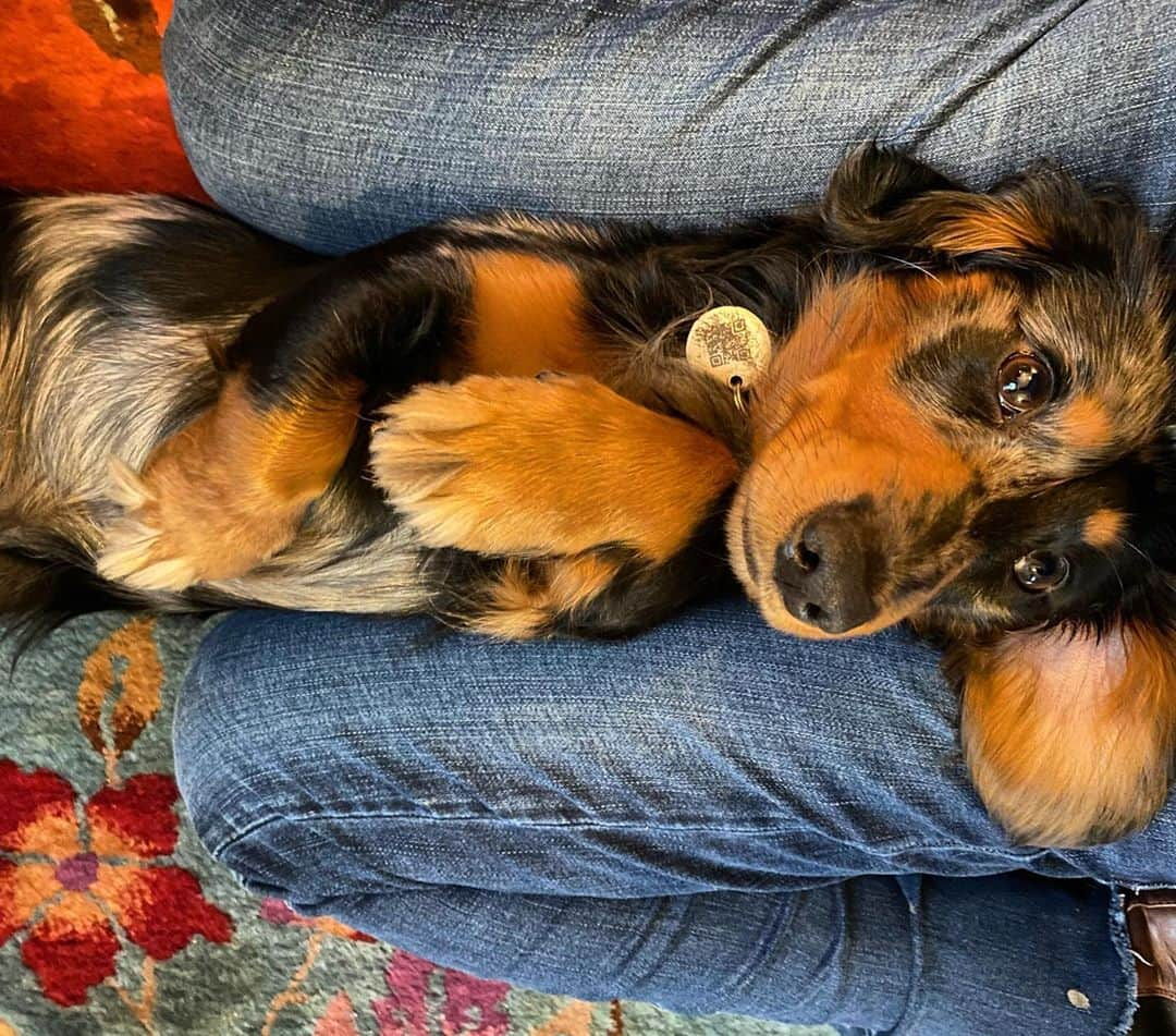 エミリア・クラークさんのインスタグラム写真 - (エミリア・クラークInstagram)「Still(Covid) life: Sausage dog reclining.   #themissingpieceofmypuzzle #😇 #❤️」10月21日 22時59分 - emilia_clarke