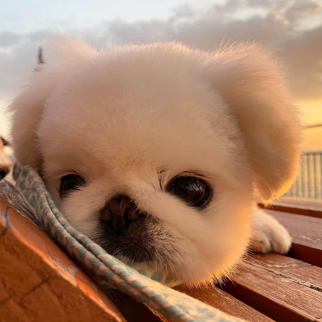 こなつのインスタグラム：「今日も一日おつかれさまでした(✿´ ꒳ ` )♡ あったかくして寝てね🐶💕」