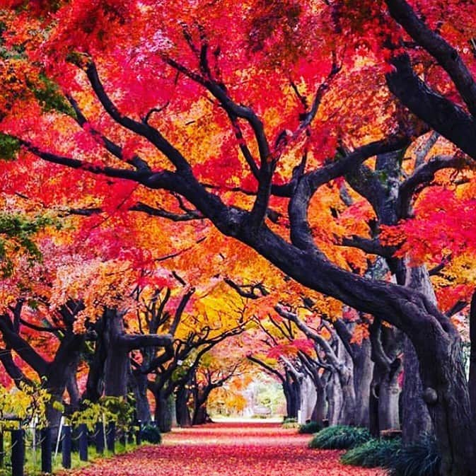 サッチン+バビさんのインスタグラム写真 - (サッチン+バビInstagram)「Autumn in Japan. The classic colors of yellow and red both glow and burn bright on these ancient maple trees. Places like Kansai, Shiga, and Takashima all boast fantastically colored foliage for fall. #dreamincolor, #fallishere, #sweaterweather, #instatravel, #fallcolors」10月21日 22時58分 - sachinandbabi
