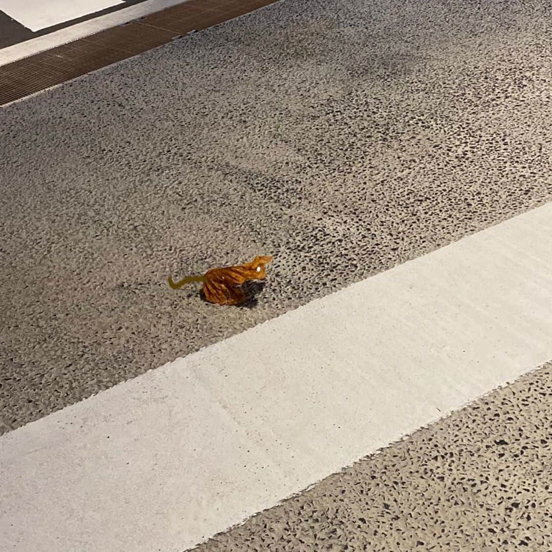 奥井亜紀さんのインスタグラム写真 - (奥井亜紀Instagram)「なんかいる！  と思うやん？  #お散歩は三歩でも良し」10月21日 23時00分 - akiokui