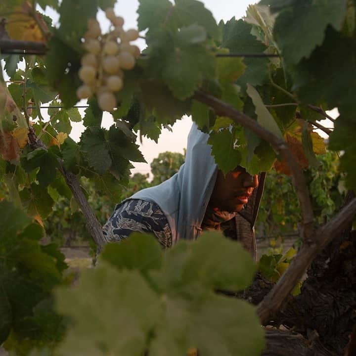 のインスタグラム：「Photo by Karla Gachet @kchete77 / Daniel Montes, 30, harvests grapes in Caruthers, California, during an August heat wave. These grapes will be used to make raisins; the harvest is called "la tabla," referring to the piece of paper where they place them. Workers get paid by the number of "tablas" they fill up. Each one is worth 33 cents, and the harvesters usually do between 250 to 400 tablas a day, depending on how much fruit the vines contain. Montes has been working in the fields since he was 20 years old. According to law, when the temperature reaches 80°F (26°C), the contractors should provide shade where the workers can take breaks. They should be allowed to take a paid, five-minute (or as long as needed) break if they start feeling ill. When the temperature reaches 95°F (35°C), they should be given a 10-minute break, and there should be a plan on how to proceed in case of an emergency. #HEAT #migrantfarmworkers #CentralValley」