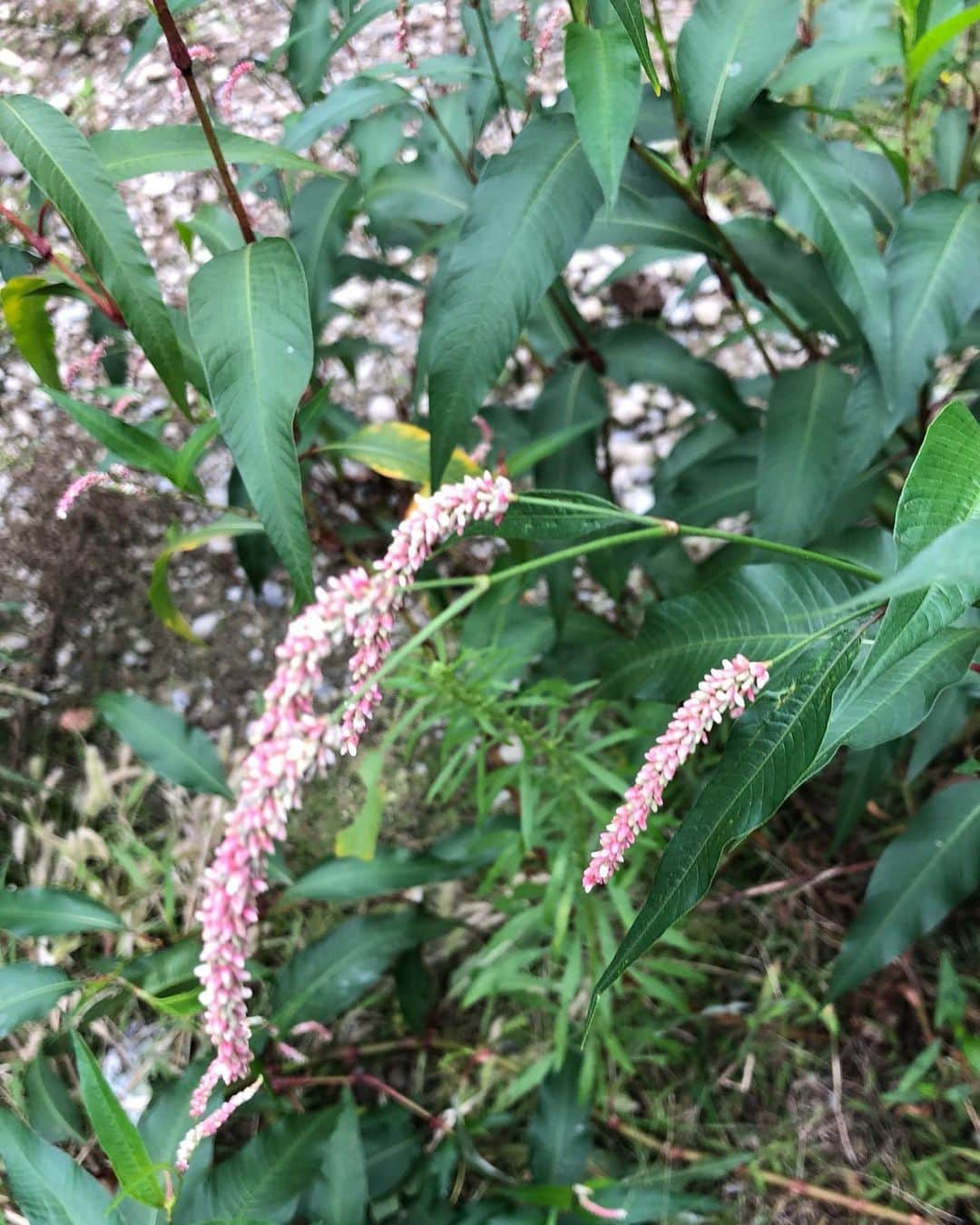 竹川美子のインスタグラム：「オオイヌダテの花☘️ #オオイヌダテ #道端 #草花 #花言葉 #安全 #無事 #夏から秋に咲く #癒し」