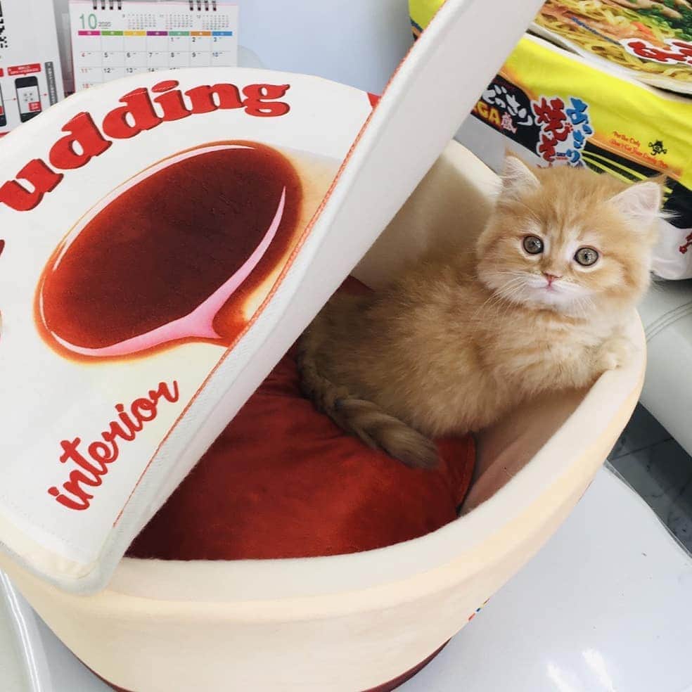マンチカン(munchkin)キャットファーム大谷さんのインスタグラム写真 - (マンチカン(munchkin)キャットファーム大谷Instagram)「新しい商品入荷致しました！！ カップ焼きそば型ペットハウスと プリン型のペットハウスでーす❤ 各¥3,300（税込み） これからどんどん寒くなってきますので、フカフカの暖かいベッドは猫ちゃん喜ぶ事間違いなしですよ💕猫ちゃんの為にいかがでしょうか？！ 数量限定ですのでご希望の方は当店に直接メールをお願い致します！！ #キャットファーム大谷#まんちかん#マンチカン#ネコ#こねこ#にゃんこ#猫ちゃん#ねこ部#ニャンスタグラム#猫#ねこ#子猫#モフモフ#モフモフねこ#ミヌエット#短足#ねこすたぐらむ#愛猫#かわいい#ふわもこ部#猫のいる暮らし#マンチカンブリーダー#ミヌエットブリーダー#cat#catsgram #catsofinstagram#instacat#picneko」10月21日 15時53分 - roytar222