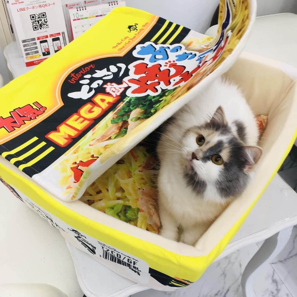 マンチカン(munchkin)キャットファーム大谷さんのインスタグラム写真 - (マンチカン(munchkin)キャットファーム大谷Instagram)「新しい商品入荷致しました！！ カップ焼きそば型ペットハウスと プリン型のペットハウスでーす❤ 各¥3,300（税込み） これからどんどん寒くなってきますので、フカフカの暖かいベッドは猫ちゃん喜ぶ事間違いなしですよ💕猫ちゃんの為にいかがでしょうか？！ 数量限定ですのでご希望の方は当店に直接メールをお願い致します！！ #キャットファーム大谷#まんちかん#マンチカン#ネコ#こねこ#にゃんこ#猫ちゃん#ねこ部#ニャンスタグラム#猫#ねこ#子猫#モフモフ#モフモフねこ#ミヌエット#短足#ねこすたぐらむ#愛猫#かわいい#ふわもこ部#猫のいる暮らし#マンチカンブリーダー#ミヌエットブリーダー#cat#catsgram #catsofinstagram#instacat#picneko」10月21日 15時53分 - roytar222