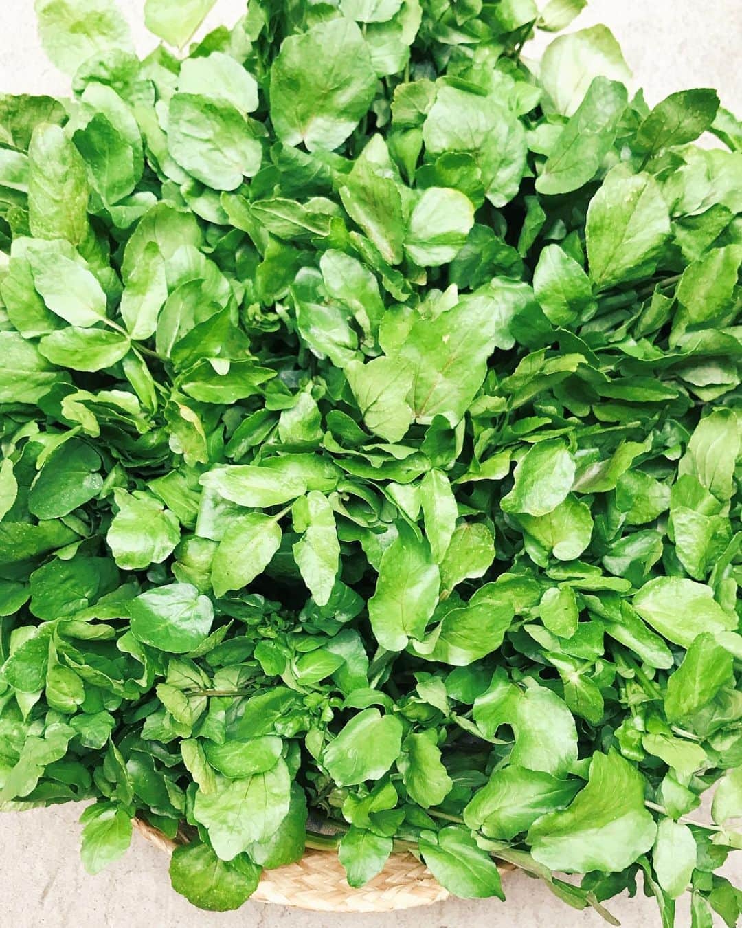 FOOD&COMPANYさんのインスタグラム写真 - (FOOD&COMPANYInstagram)「【学芸大学店】 静岡・富士宮のnatural farm ATABOさんより、お待ちかねのクレソンが入荷しました！わさびの仲間で独特の香りと爽やかな辛味たまらない、FOOD&COMPANYでも人気の葉野菜です。 肉料理の付け合わせがお馴染みですが、新米が美味しいこの時期は混ぜごはんや刻んで菜飯もオススメ。しらすや胡麻、今が旬の新生姜も合います。 ビタミン類など栄養も豊富なので、ぜひたっぷり召し上がってくださいね。  店頭には、かぶや赤かぶなどの根菜やきのこ類、りんごや柿など秋の恵みが充実しています。 また、ねっとり甘い大人気の丸干し芋も数量限定で入荷しています🍠  本日もご来店お待ちしております。  #foodandcompany #フードアンドカンパニー  #学芸大学駅 #クレソン#菜飯#農薬化学肥料不使用#オーガニック野菜#organicvegetables #naturalfarmATABO#丸干し芋#干し芋」10月21日 15時55分 - foodandcompany_grocery