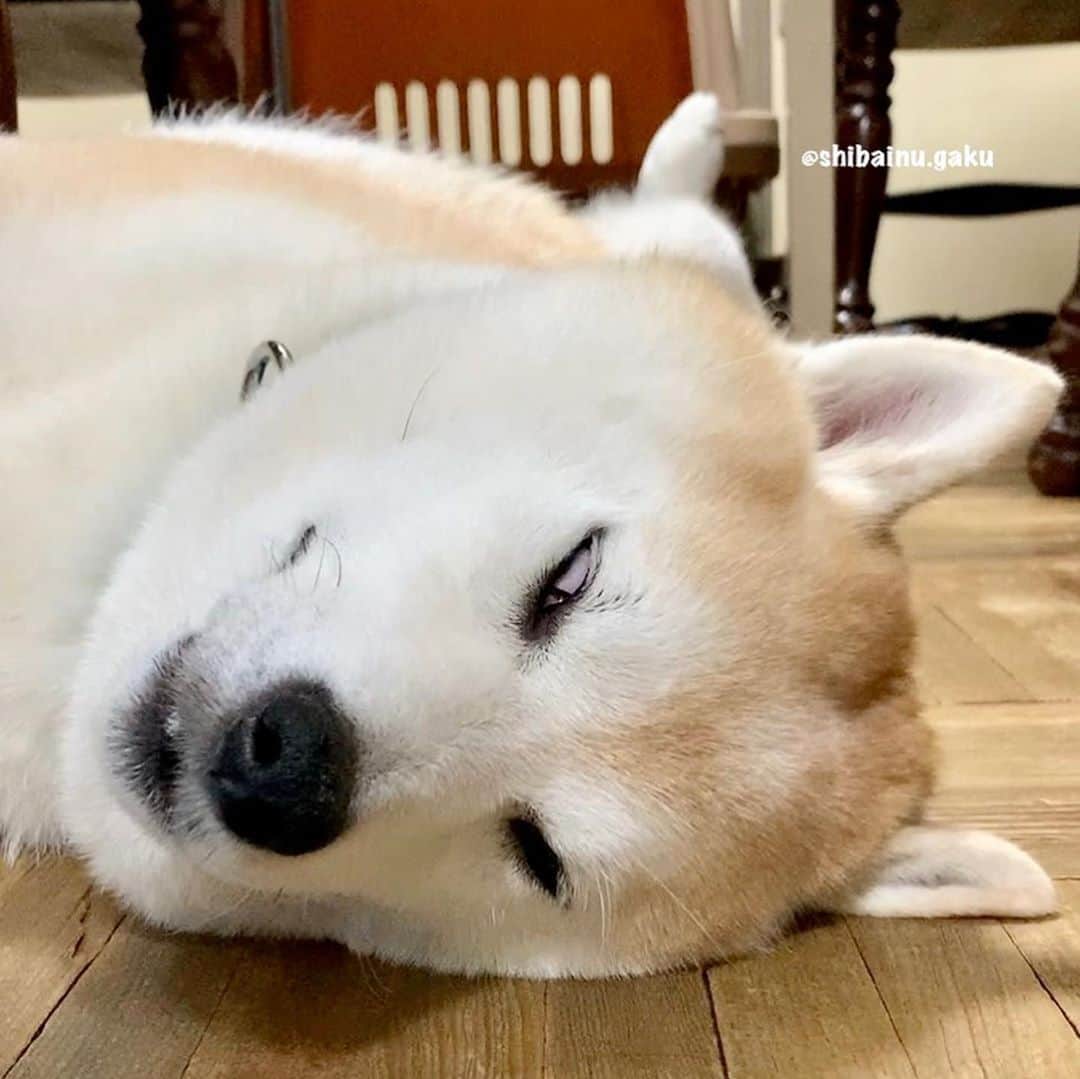 Kazumi-Gakumamaさんのインスタグラム写真 - (Kazumi-GakumamaInstagram)「考える犬⁉︎🐕 *  珍しく難しい事でも考えているような岳🤔 *  前脚をクロスさせ、アゴを乗せた仕草が超可愛い〰️😍 *  しばらくすると睡魔がまさったせいか、このポーズのまま寝ちゃいまして…💤 *  遂には、白眼剥いて爆睡➰😱🤣😂 🐾----*----*----*----🐾 Gaku seemed to be thinking about something unusual and difficult, but he fell asleep before he knew it🤔 Finally he became White eyes and fell asleep😱🤣😂 🐾----*----*----*----🐾 #柴犬 #岳 #柴犬岳 #柴犬ガク#gaku #shibainugaku #shiba #shibainu #shibastagram #いぬすたぐらむ #dogsofinstagram #pecoいぬ部 #pecotv #ワンフルエンサー  #Hermoso #weeklyfluff #🐕📷 #dailyfluff #可愛い #考える犬 #ぶさかわいい #白眼 #20201021」10月21日 16時19分 - shibainu.gaku