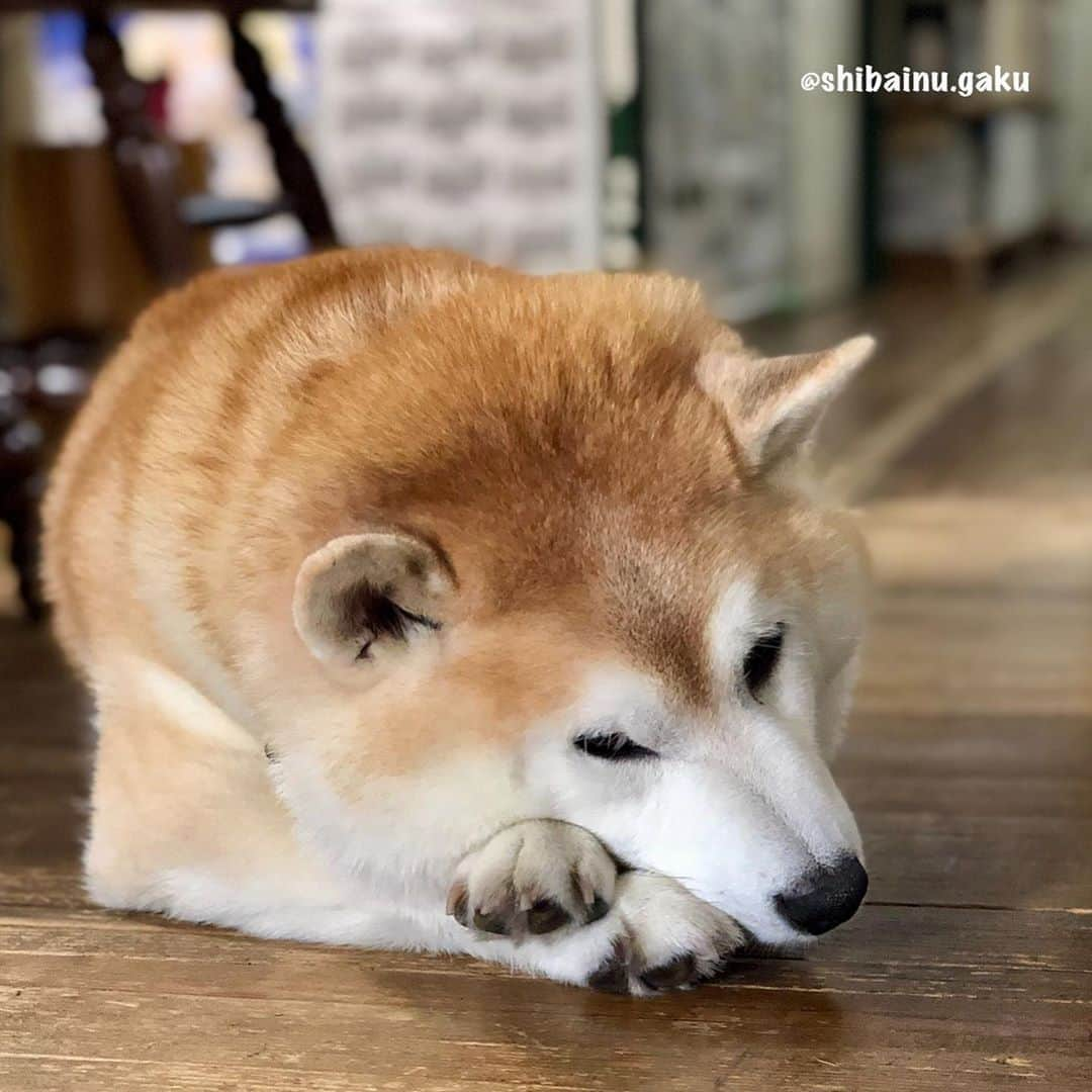 Kazumi-Gakumamaさんのインスタグラム写真 - (Kazumi-GakumamaInstagram)「考える犬⁉︎🐕 *  珍しく難しい事でも考えているような岳🤔 *  前脚をクロスさせ、アゴを乗せた仕草が超可愛い〰️😍 *  しばらくすると睡魔がまさったせいか、このポーズのまま寝ちゃいまして…💤 *  遂には、白眼剥いて爆睡➰😱🤣😂 🐾----*----*----*----🐾 Gaku seemed to be thinking about something unusual and difficult, but he fell asleep before he knew it🤔 Finally he became White eyes and fell asleep😱🤣😂 🐾----*----*----*----🐾 #柴犬 #岳 #柴犬岳 #柴犬ガク#gaku #shibainugaku #shiba #shibainu #shibastagram #いぬすたぐらむ #dogsofinstagram #pecoいぬ部 #pecotv #ワンフルエンサー  #Hermoso #weeklyfluff #🐕📷 #dailyfluff #可愛い #考える犬 #ぶさかわいい #白眼 #20201021」10月21日 16時19分 - shibainu.gaku