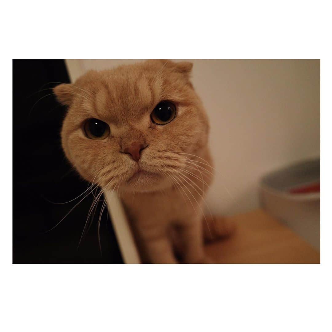 相馬有紀実のインスタグラム：「一昨日はもへいの2歳の誕生日🐈 あいかわらずの丸顔。 本当もへいと出会えて嬉しみ✨  素敵な写真撮ってもらったね、もへい！ 📷@yoshinori_miyata  #誕生日  #猫　#折れ耳  #すこてぃっしゅふぉーるど  #スコ　#猫のいる暮らし  #もへい」