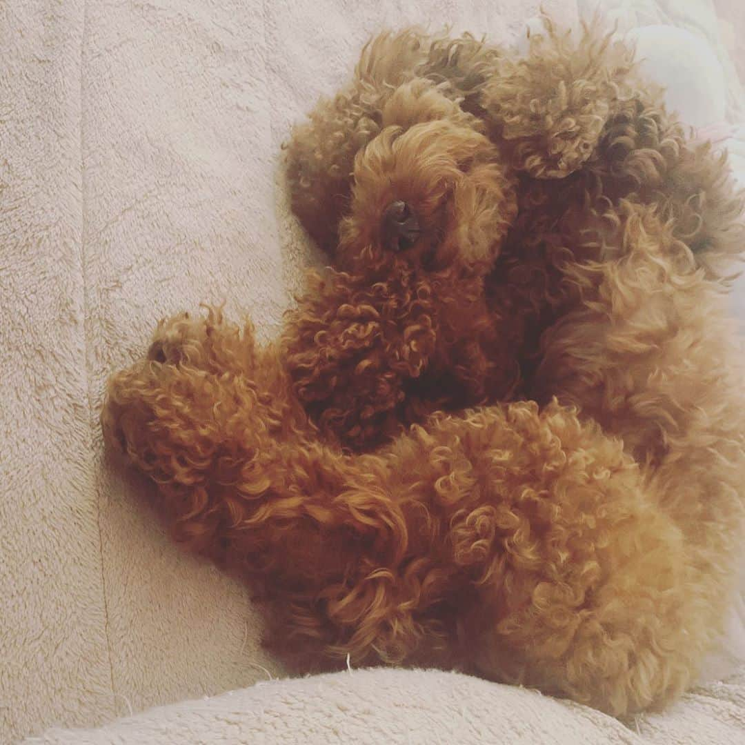 LiLyさんのインスタグラム写真 - (LiLyInstagram)「寝方♡♡♡♡  #シンバラブ」10月21日 16時43分 - lilylilylilycom