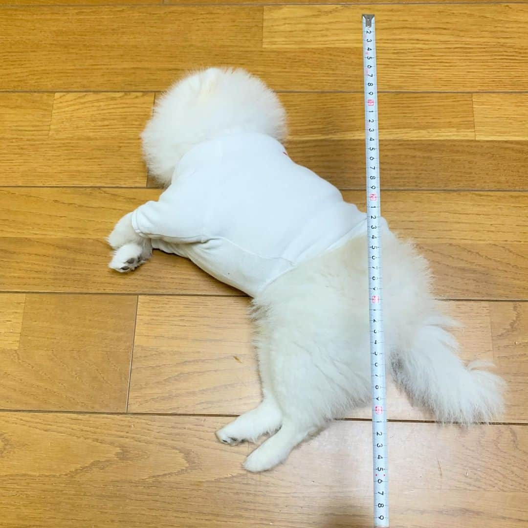 ニコちゃんのインスタグラム：「やっほい❣️45cmに40cmね〜🐶✨📏👮🏻‍♀️ #特に意味のない身体測定 #前回の数値は忘れた #身体測定 #測定結果は絶好調 #ポメリズム #ポメラニアン #白ポメ #pomeranian」