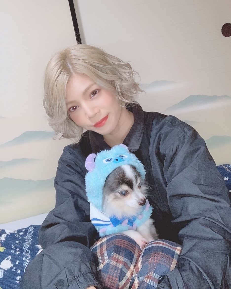 菜月アイルのインスタグラム：「我が家のアイドル💓💓(♂) ・ ・ #チワワ #ロングコートチワワ  #老犬 #16歳 #頑張れ #長生きしてね #サリー #モンスターズインク #着ぐるみ」